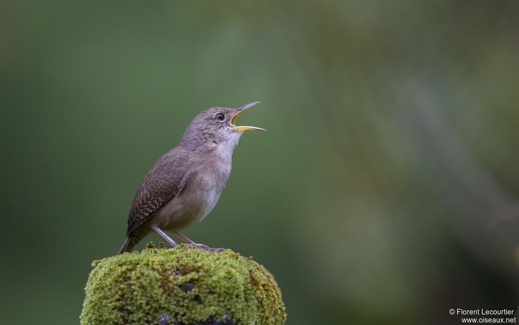 Southern House Wren