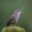 Troglodyte austral