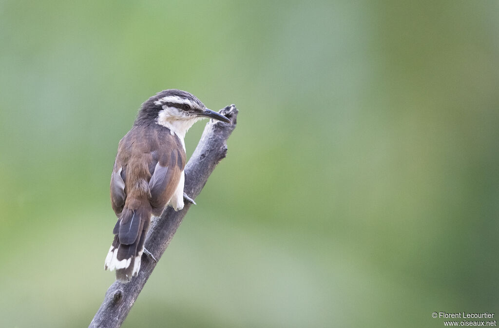 Bicolored Wren