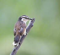 Bicolored Wren