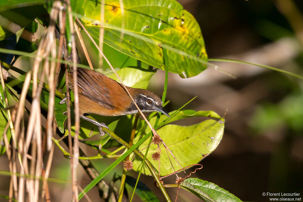 Coraya Wren