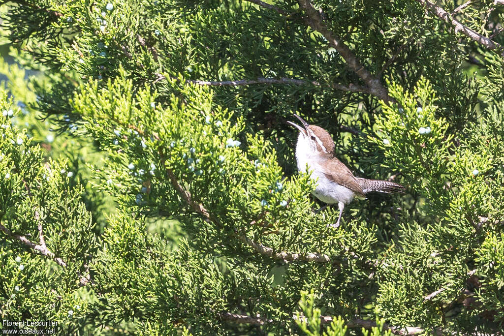 Troglodyte de Bewick mâle adulte nuptial, habitat, pigmentation, chant