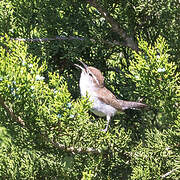 Bewick's Wren