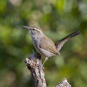 Bewick's Wren