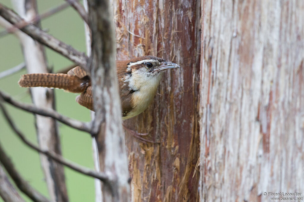 Carolina Wren