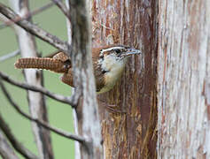 Carolina Wren