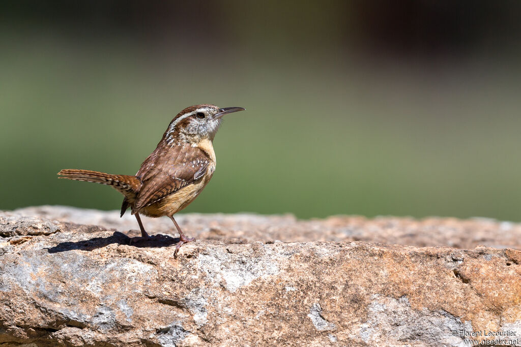 Carolina Wrenadult breeding