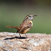 Carolina Wren