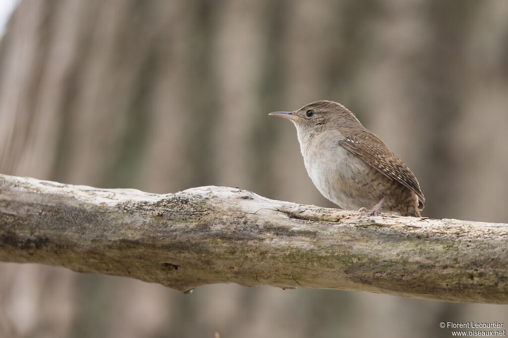 House Wren