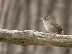 House Wren