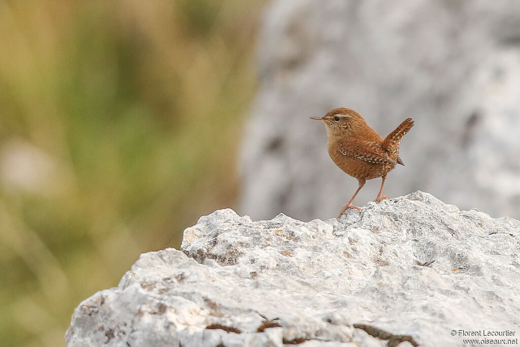 Eurasian Wren