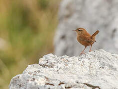 Eurasian Wren