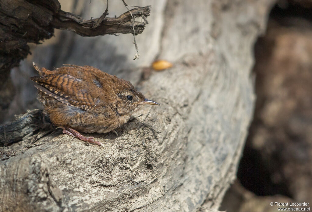 Troglodyte mignon