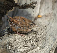 Eurasian Wren