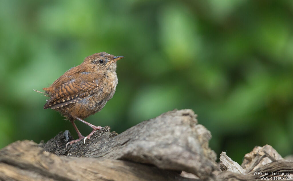 Eurasian Wren