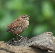 Eurasian Wren