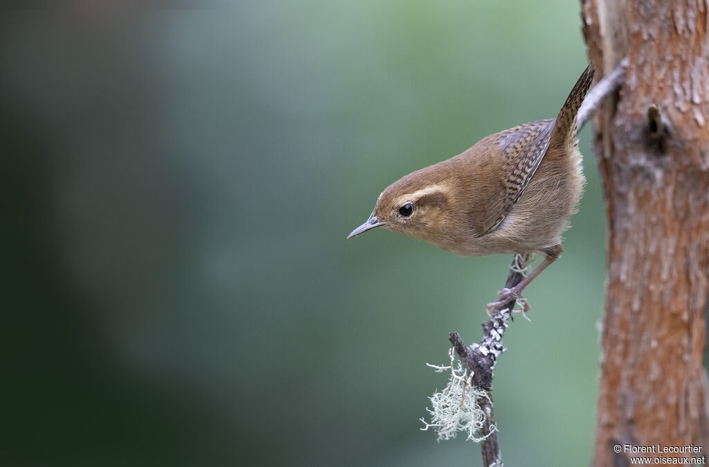 Mountain Wren