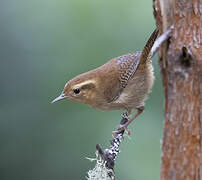 Mountain Wren