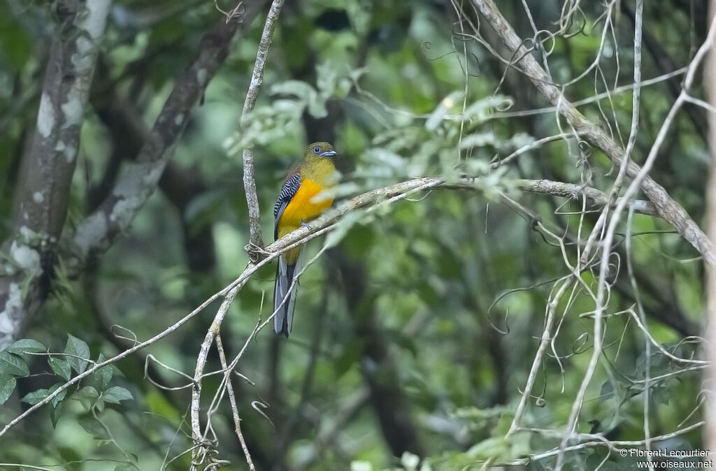 Orange-breasted Trogon