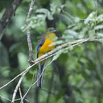 Trogon à poitrine jaune