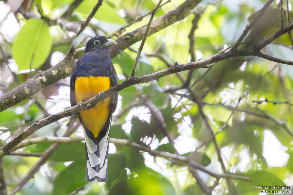 Trogon à queue blanche