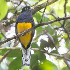 Trogon à queue blanche