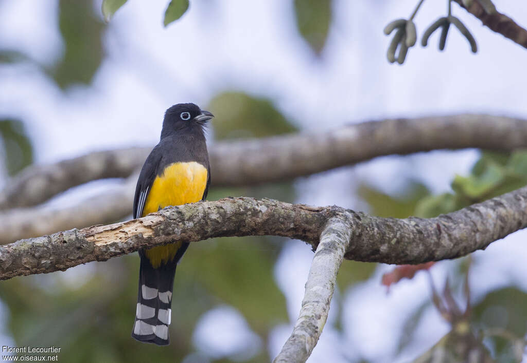 Trogon à tête noire femelle adulte, habitat, pigmentation