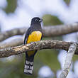 Trogon à tête noire