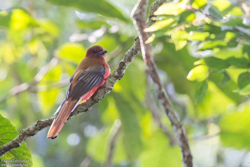 Trogon à tête rougeadulte