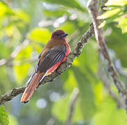 Red-headed Trogon