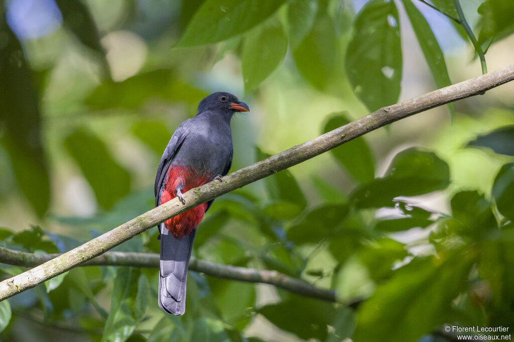 Trogon de Masséna femelle