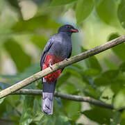 Slaty-tailed Trogon