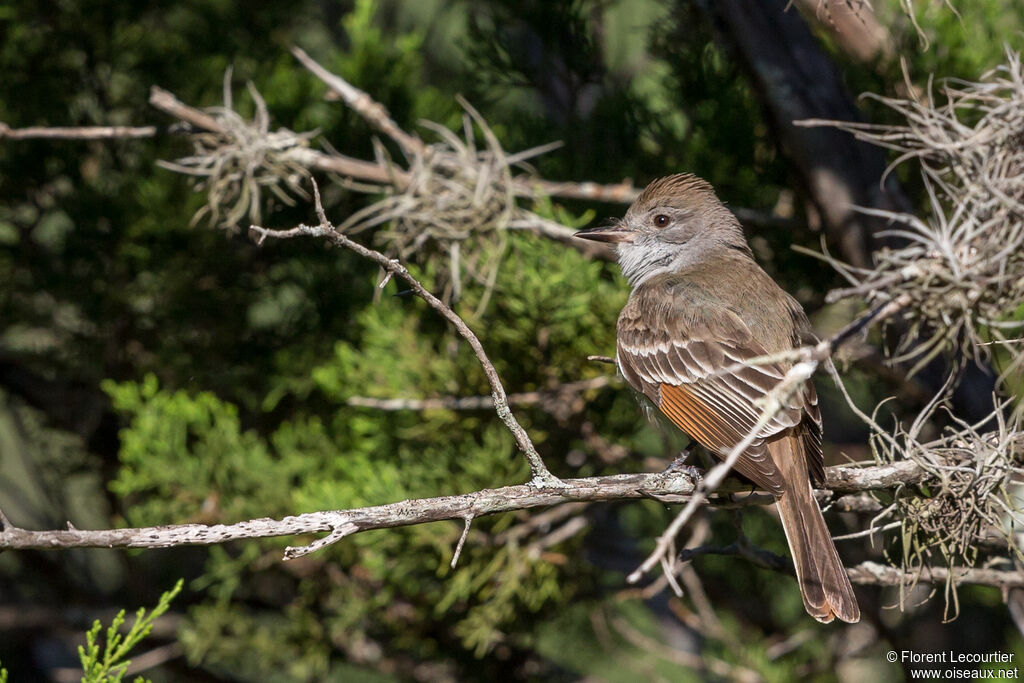 Ash-throated Flycatcheradult