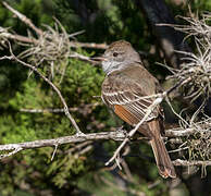 Ash-throated Flycatcher