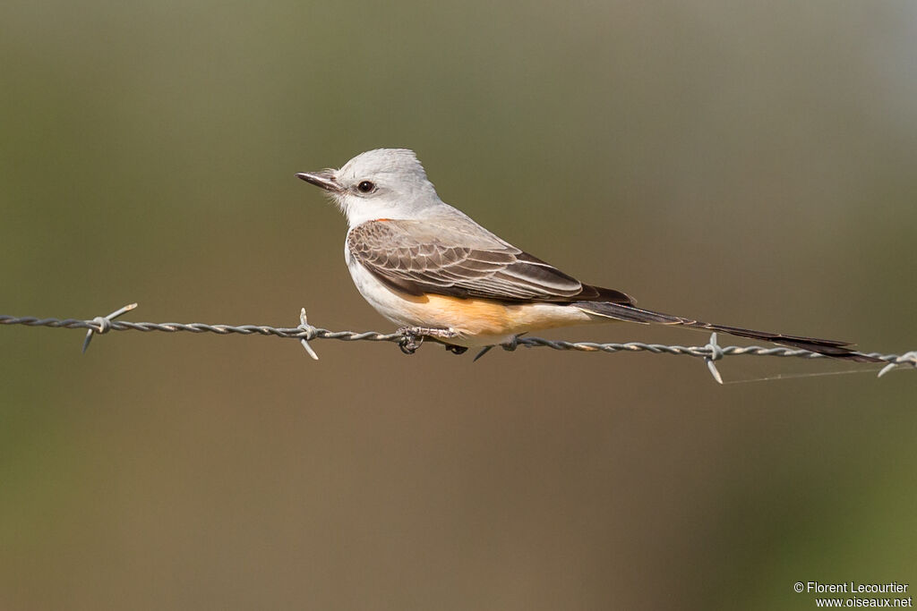 Scissor-tailed Flycatcher female adult breeding