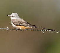 Scissor-tailed Flycatcher