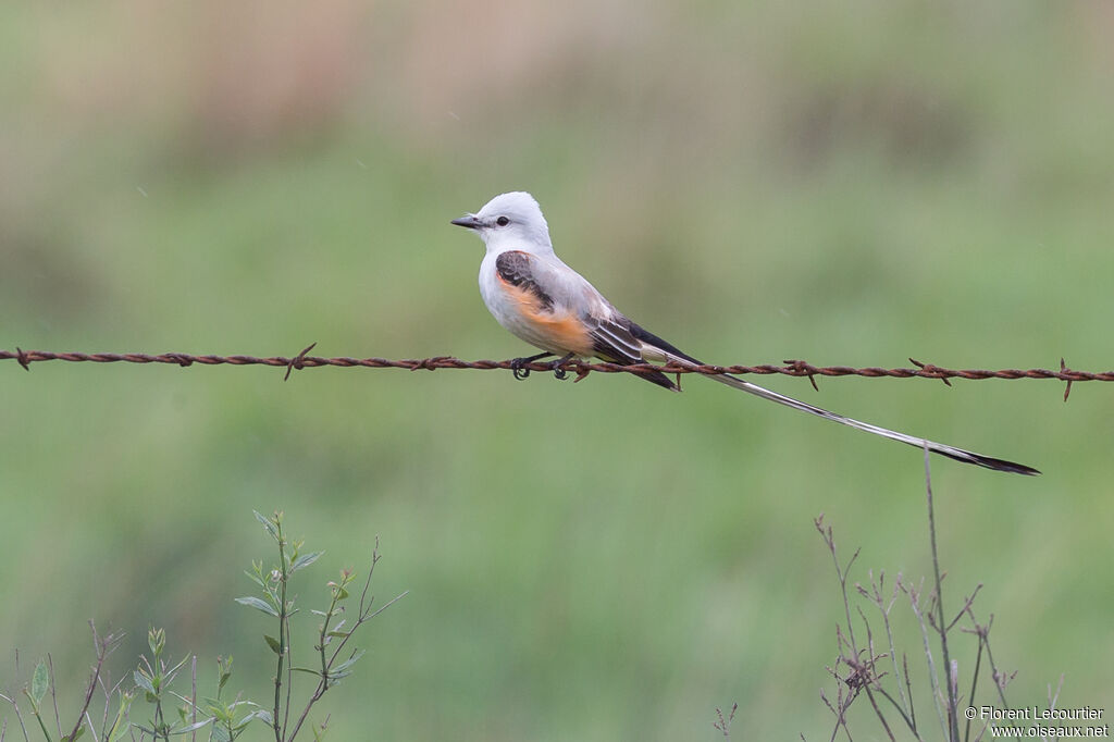 Scissor-tailed Flycatcher male adult breeding