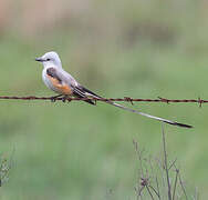 Scissor-tailed Flycatcher