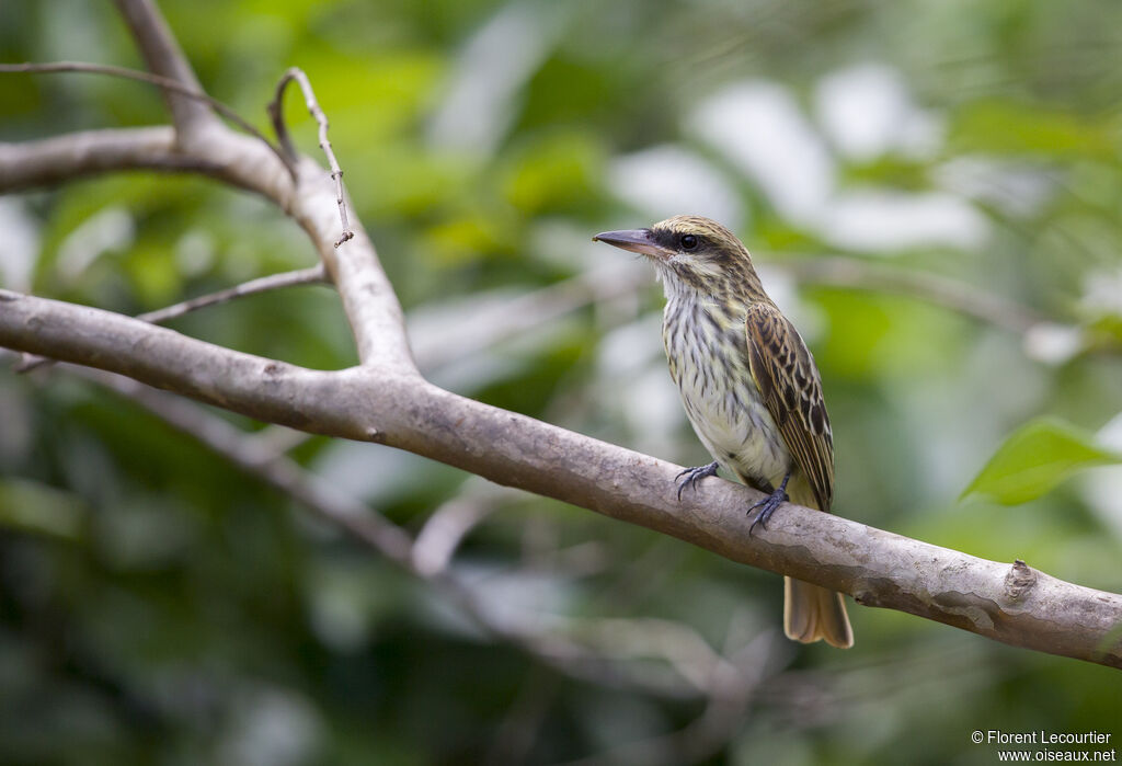 Streaked Flycatcher