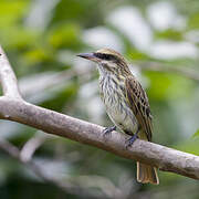 Streaked Flycatcher