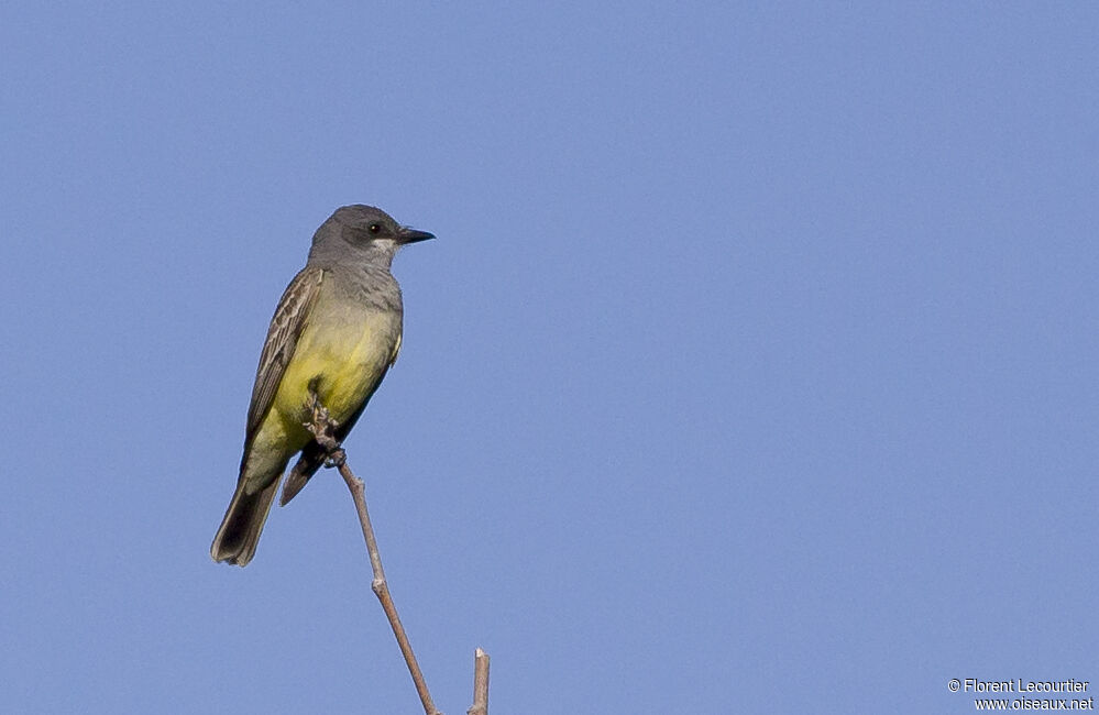 Cassin's Kingbird