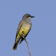 Cassin's Kingbird