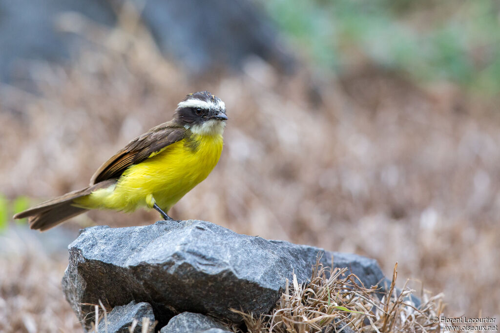 Rusty-margined Flycatcher