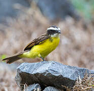 Rusty-margined Flycatcher