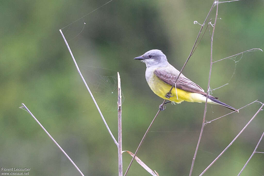 Western Kingbirdadult, identification