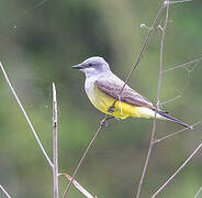 Western Kingbird