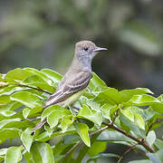 Nutting's Flycatcher