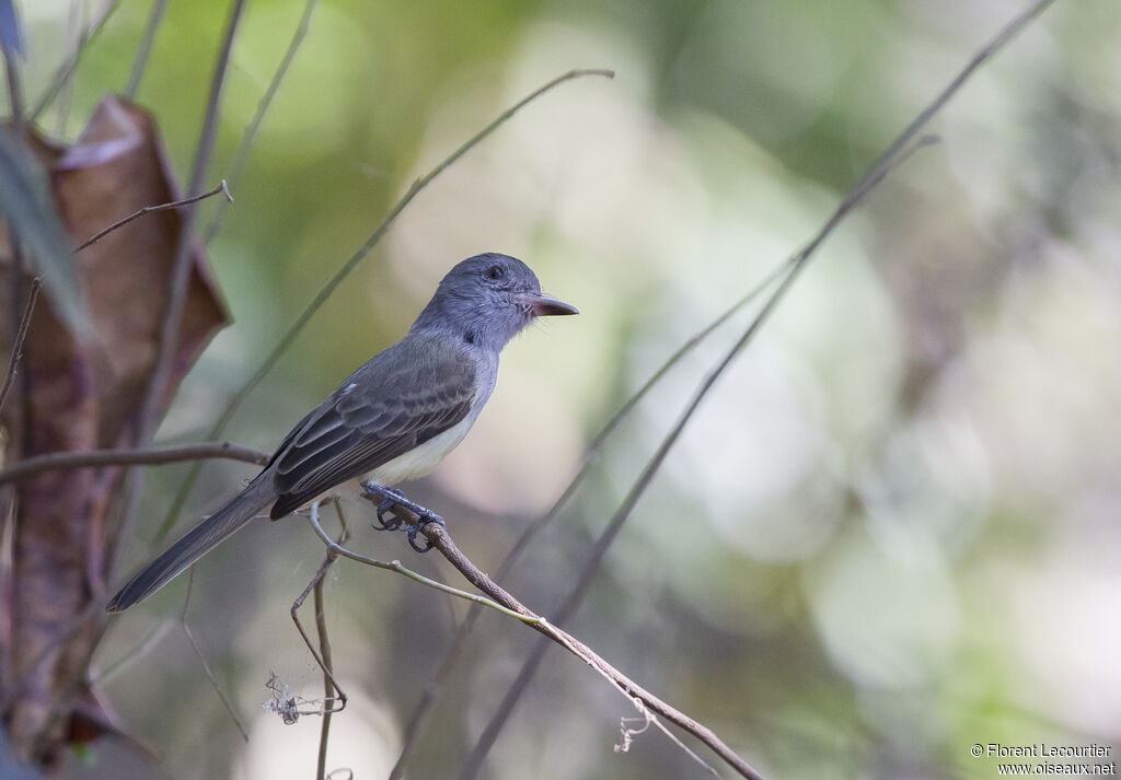 Panamanian Flycatcher