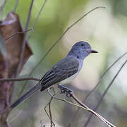 Panamanian Flycatcher