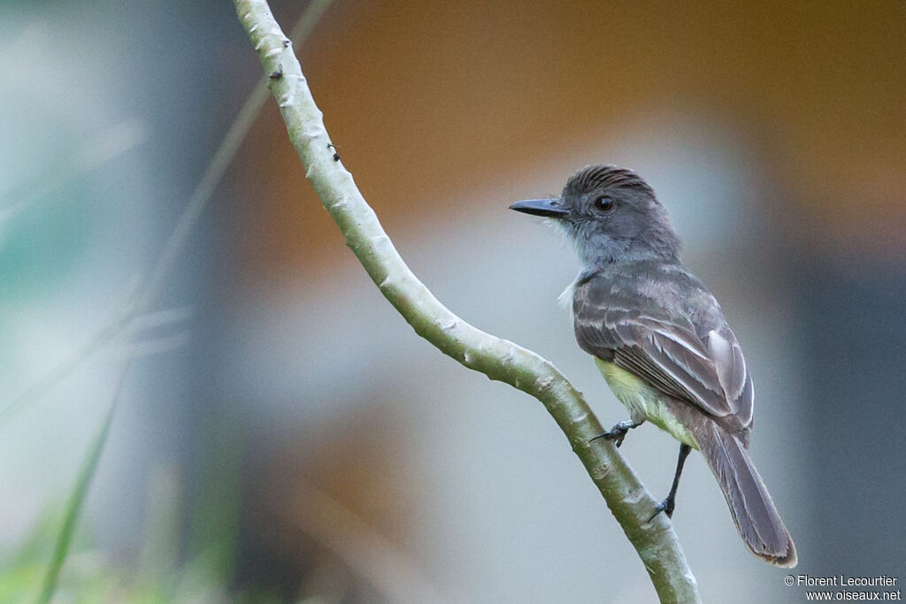 Short-crested Flycatcher